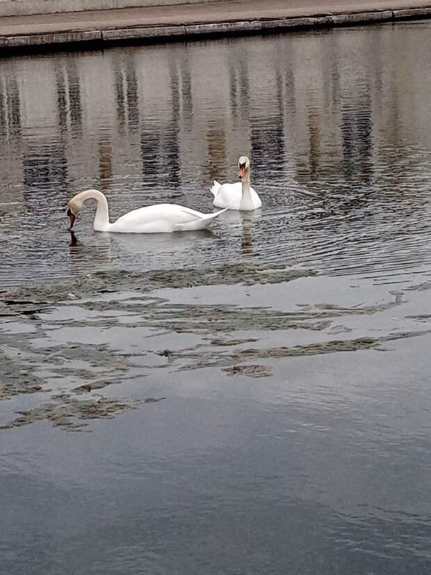 Лебеди на пруду в Енакиево