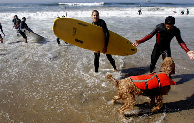 dogssurfing 10 Соревнование по серфингу среди собак