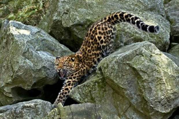 Дальневосточный (амурский) леопард вымирание, животные, факты
