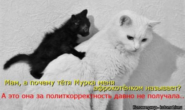Котоматрицы (картинки с надписями)