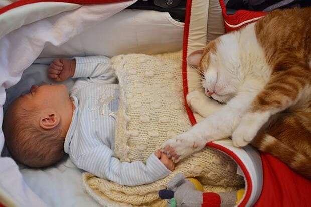 дети и коты, ребёнок и кот, kids with cats