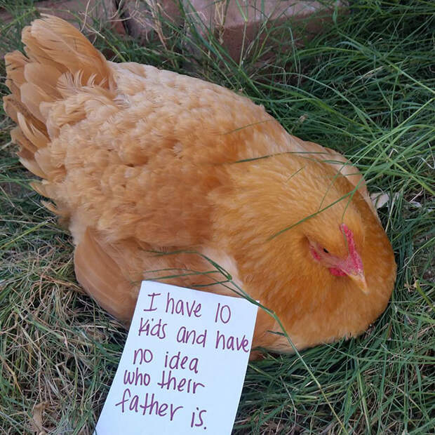 Funny-Chicken-Shaming-Farm-Life