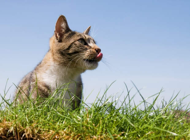 Почему кошки едят траву: вы точно не ожидали таких объяснений