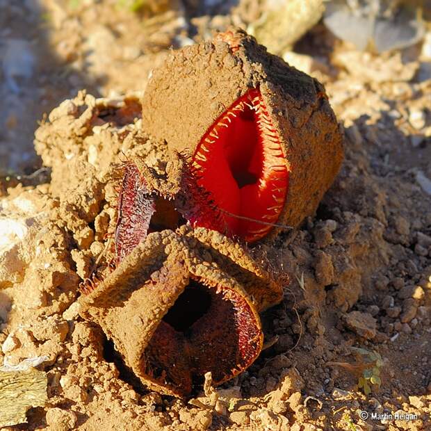 Hydnora africana