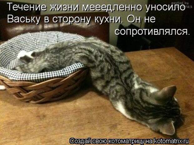 Лучшие котоматрицы недели (50 фото)