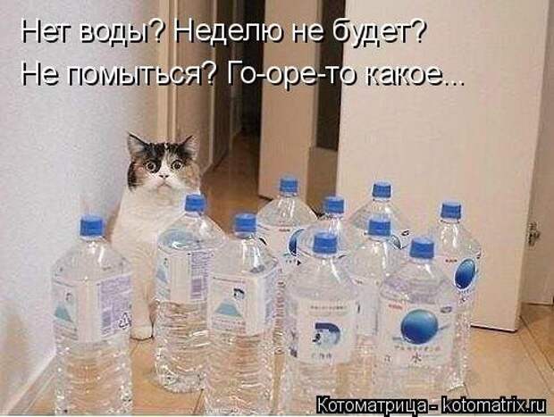 Новая котоматрица (37 шт)