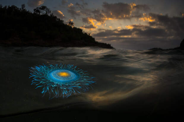 Загадочный морской житель. / Фото: Мэтти Смит/oceanphotographyawards.com Загадочный морской житель. / Фото: Мэтти Смит/oceanphotographyawards.com
