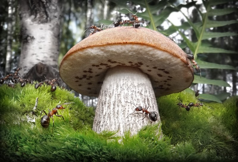 переросток Фотография: Муравьиные истории Андрея Павлова №19 - BigPicture.ru