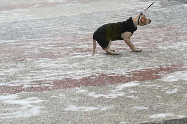 В Москве объявлен желтый уровень погодной опасности из-за гололедицы и ветра