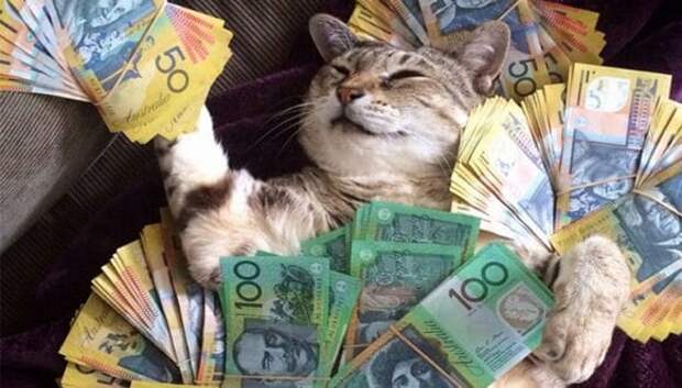 Карты, деньги, два кота