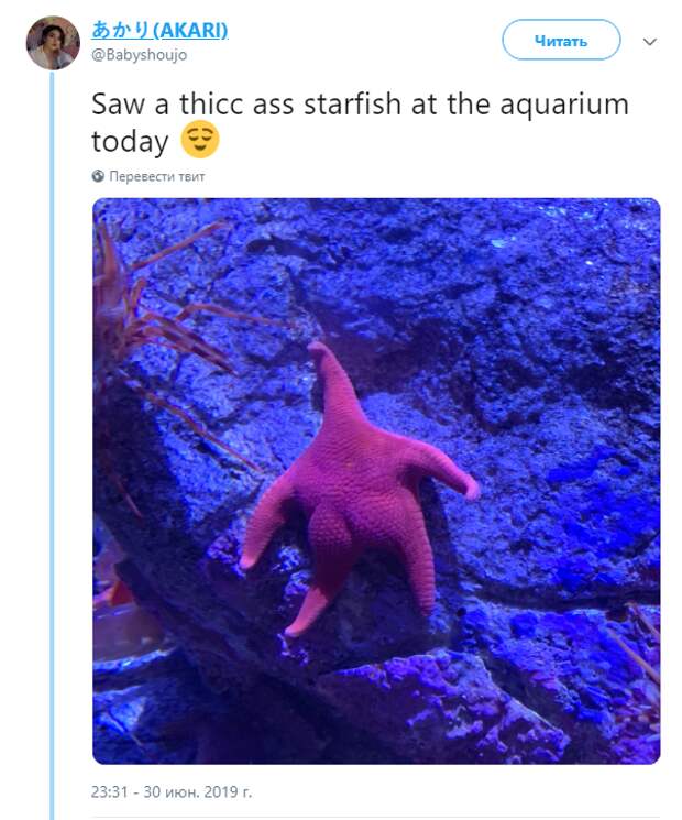 Морская звезда