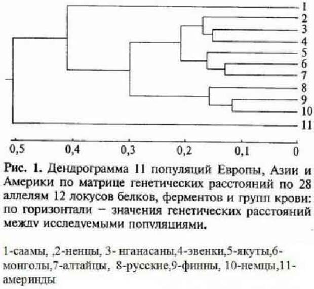 Европеоиды, северные монголоиды и предки американских индейцев дифференцировались в Сибири