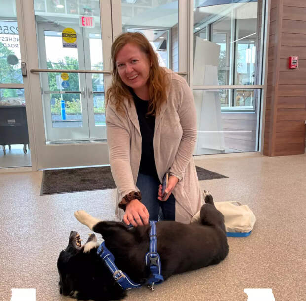 собаки и собачники