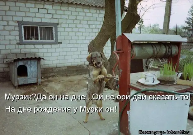 Мысли вслух :) 23 пушистые мыслишки