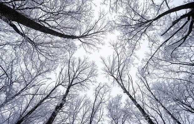 11 февраля в Тульской области потеплеет до -7 градусов