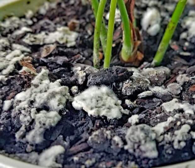 Плесень указывает на заражение почвы патогенными грибами и чрезмерную влажность. © eastborngardens 📷 