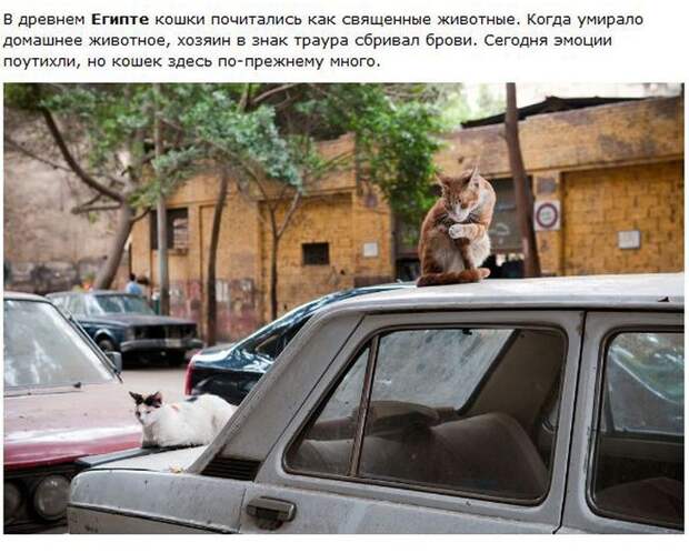 Города котиков (28 фото)
