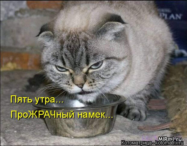 kotomatritsa_lu (600x470, 176Kb)