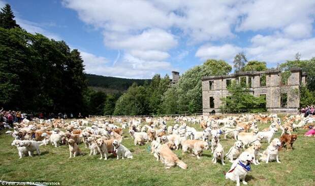 Сотни золотистых ретриверов отпраздновали 150-летие своей породы в Шотландии в мире, животные, золотистый ретривер, порода собак, породистые, праздник, собаки, фото