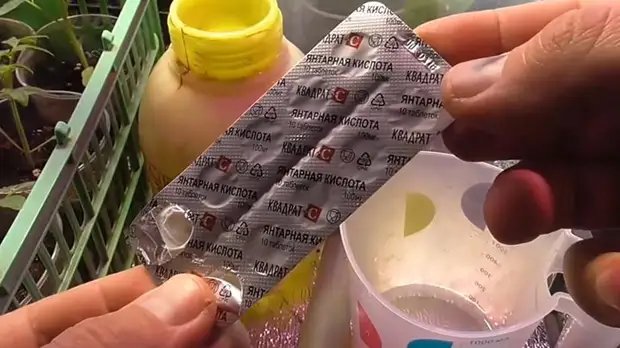 Как сделать рассаду крепкой при помощи всего одной таблетки
