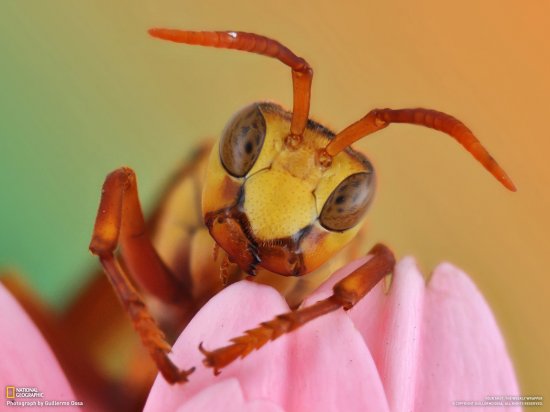 Очередная фотоподборка от National Geographic