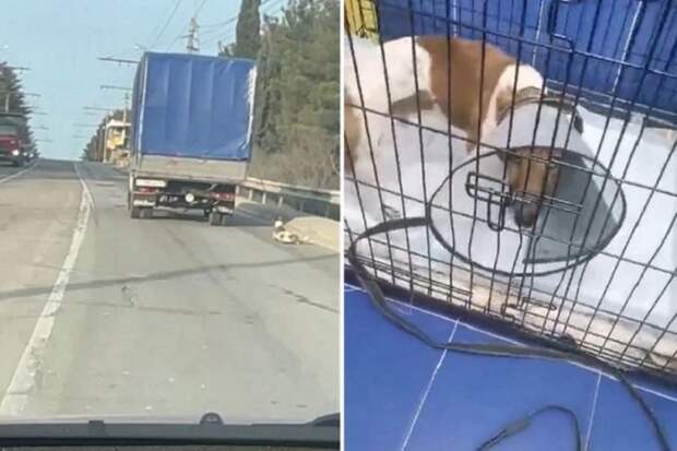 Пёс, выпрыгнувший на ходу из грузовика в Крыму, находится в ветклинике