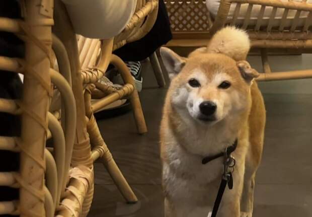 Отели Петербурга начнут принимать постояльцев с питомцами по ГОСТу