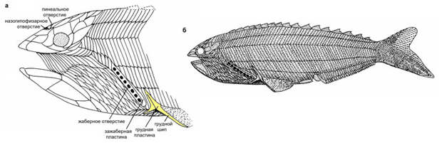 Рис. 19. Rhyncholepis