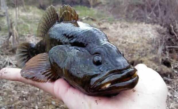 Ротан — «Гроза» всех прудов — рыбка, которая вкусна в котлетах, но прожорлива на водоёме