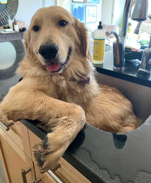 пес в раковине