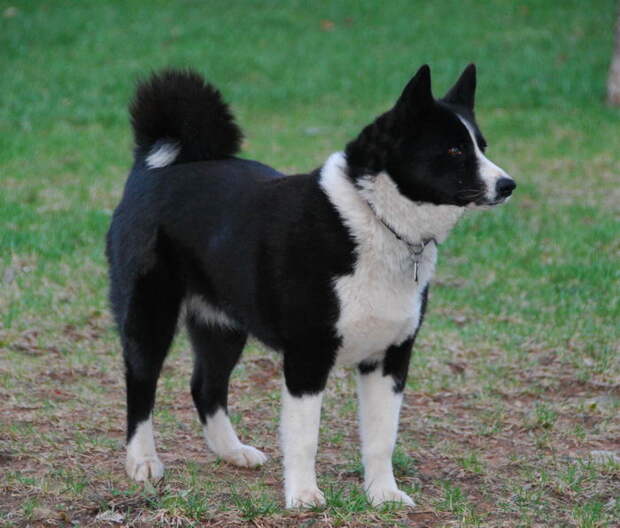 Карельская медвежья собака (Karelian Bear Dog) Карельская медвежья лайка (Karjalankarhukoira)