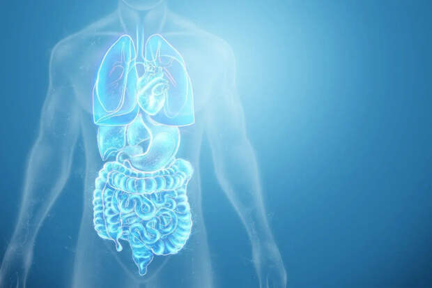 Теледоктор Малышева назвала продукт, помогающий печени справляться с токсинами