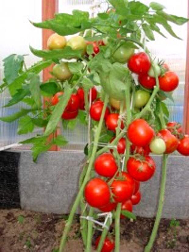 пасынкование томатов