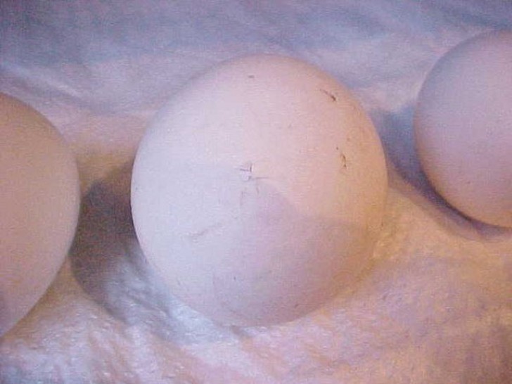 fromeggtochick20 Как из яйца развивается курица