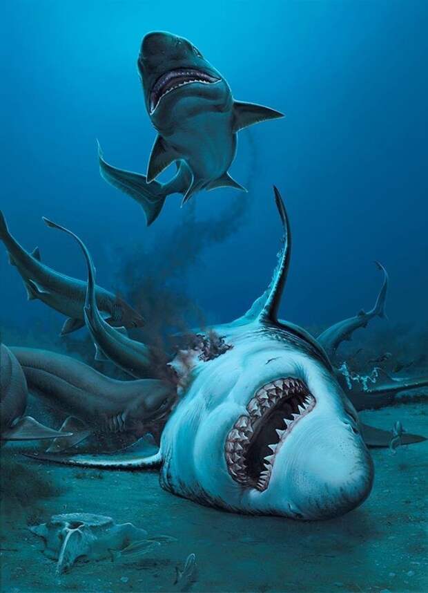 На пляже Австралии нашли зубы акулы, жившей около 25 миллионов лет назад акула, акулы, доисторические животные, морские обитатели, наука, находки, палеонтология, ученые