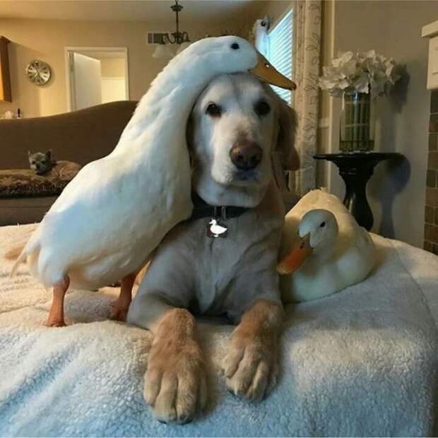Необычные друзья
