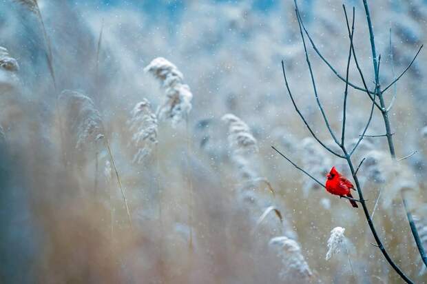 Зима / фото: pixabay.com