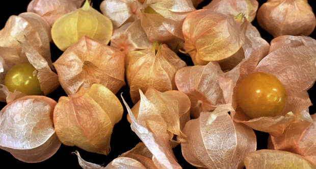 Ground cherries