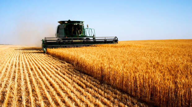 В Минсельхозе подтвердили прогноз урожая зерновых, несмотря на неблагоприятную погоду