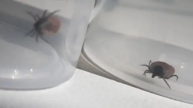 В Роспотребнадзоре напомнили об опасности клещей