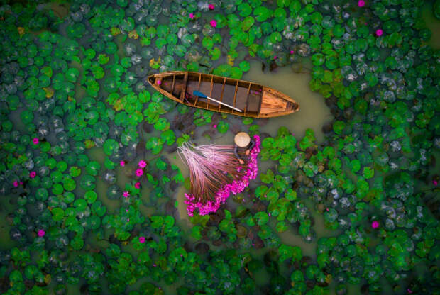 Лилии в реке Меконга.