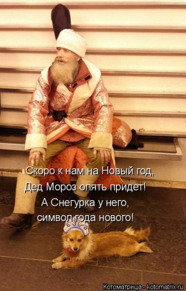 Лучшие котоматрицы недели (50 фото)