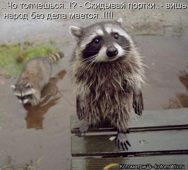 Мысли вслух :) 23 пушистые мыслишки