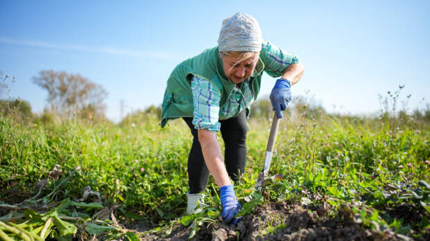 Осторожно, грядки! Как работа на огороде может навредить нервной системе