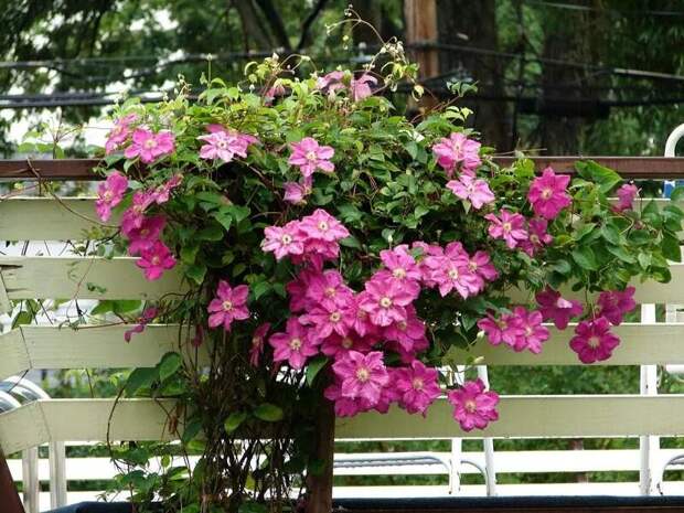 Вьющиеся растения — отличный выбор для оформления балконов. Ведь их свисающие, каскадные побеги способны создать поистине волшебную, романтичную атмосферу.-6-2