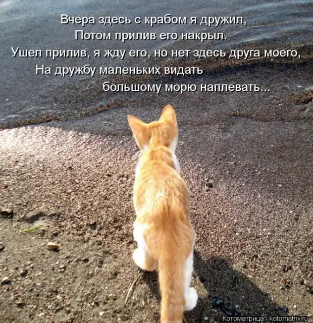 Мысли вслух :) 23 пушистые мыслишки