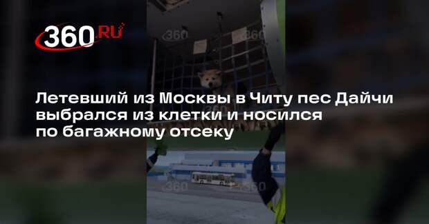 Летевший из Москвы в Читу пес Дайчи выбрался из клетки и носился по багажному отсеку