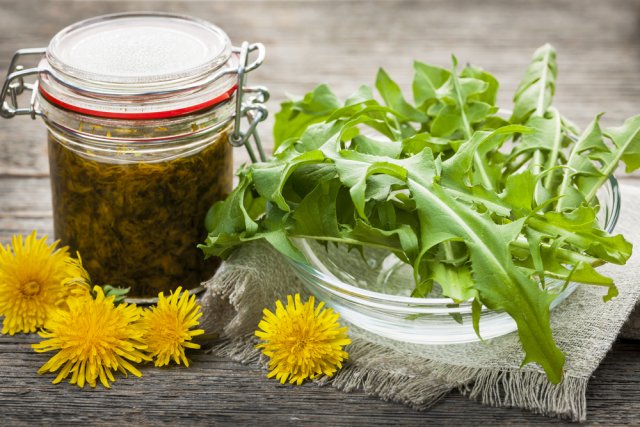 Foraged edible dandelions flowers and greens with jar of dandelion preserve