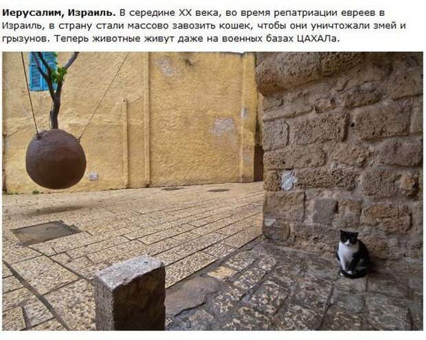 Города котиков (28 фото)