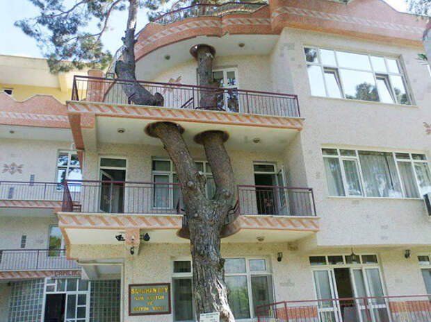 В Турции старинное дерево, которому уже более трех веков, провели через балконы и крышу постройки.